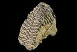 Fossil Woolly Mammoth Upper M Molar - North Sea Deposits #149759-1